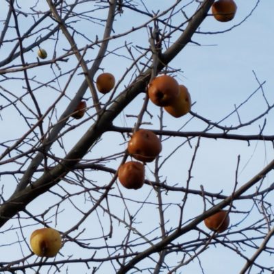 Upheld From Dead Fruit