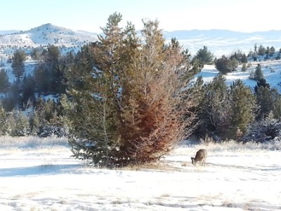 A_s front yard deer web