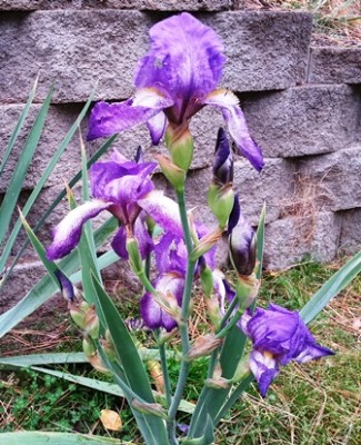 Autumn Iris 2nd bloomingweb