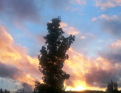 Autumn tree sunset Oct 2014 web