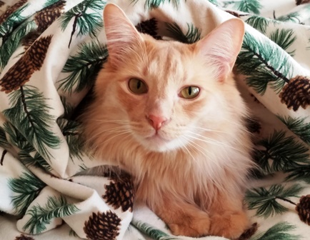 Upheld in Remembering Who You Are