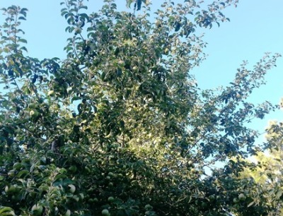 Bumper crop of apples. Does this mean a long winter?