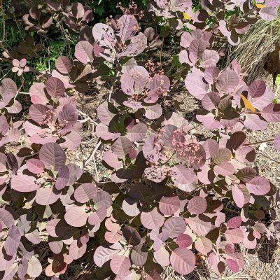 Upheld in One of Those Days