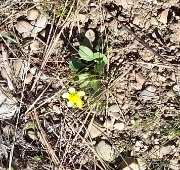 Buttercup Mar 2014 Spokane River