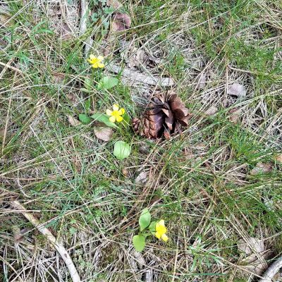 Upheld In This and That