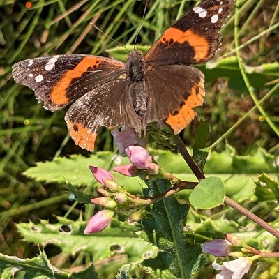 Upheld In Missed Opportunities