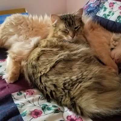 Upheld In Catnapping