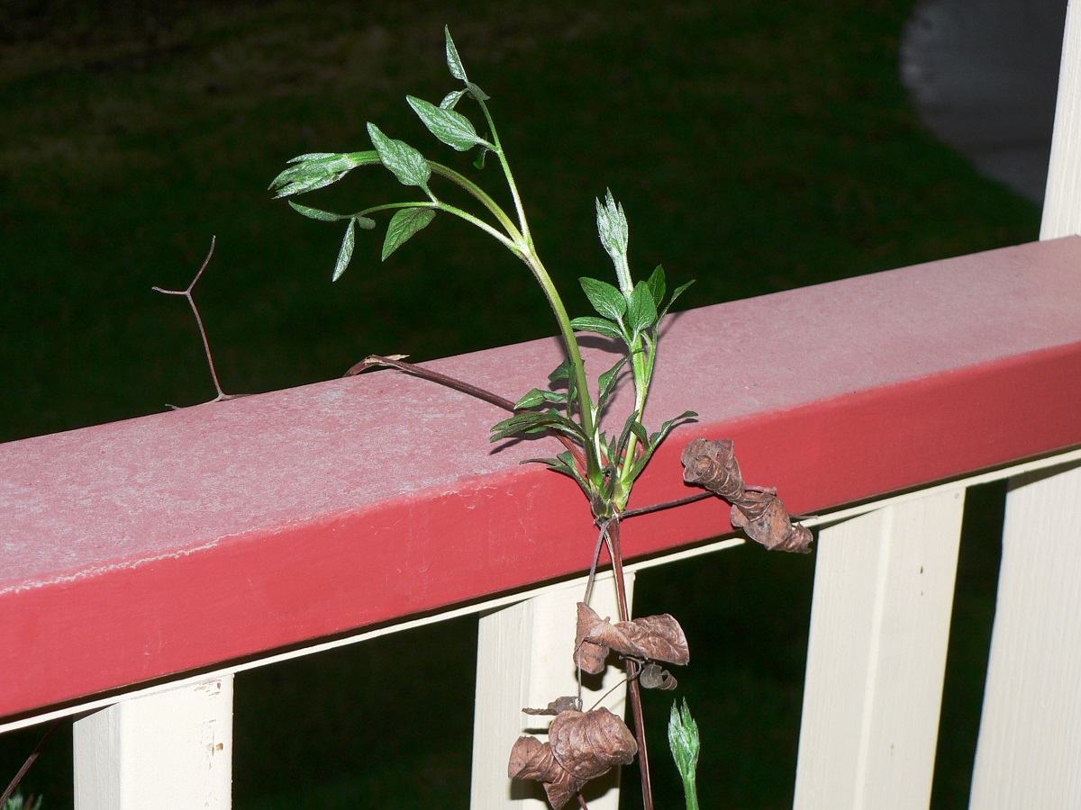 Upheld In Construction