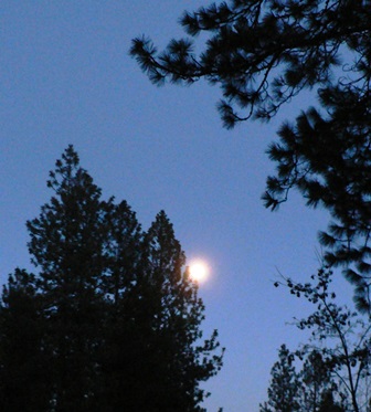 Close up Moon with trees