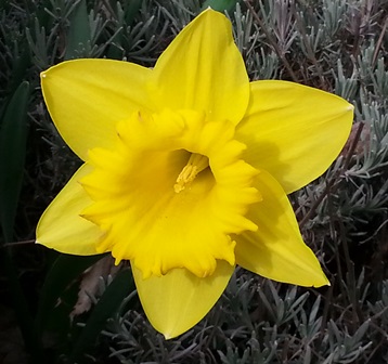 Daffodilweb