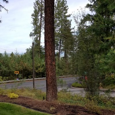 Upheld In A Street Light