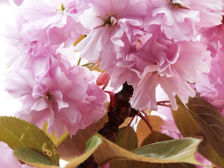 Happy Mother’s Day