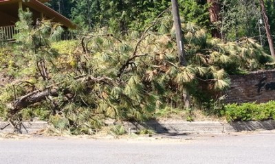 Downed tree Aug 2014