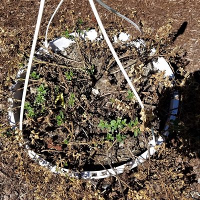 Upheld In Inheritance