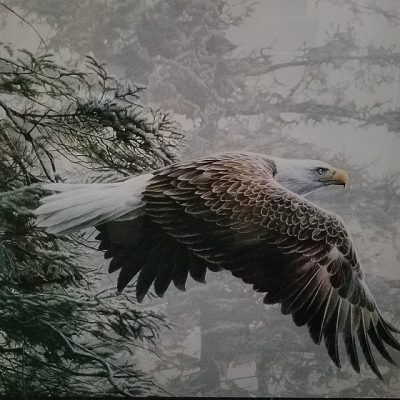 Upheld In Eagle’s Wings