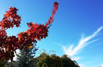 Fall leaves and cloudsweb
