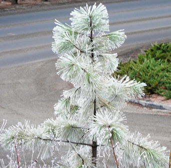 Frosty Everygreen Jan 2014