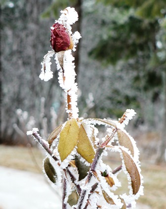 Upheld In Waiting and Calling