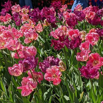 Upheld In Harmony and Color