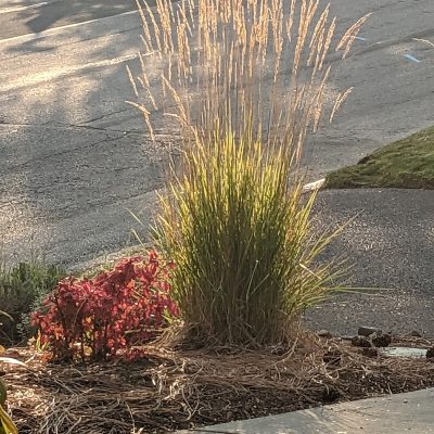 Upheld In Morning’s Promise