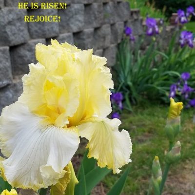 Upheld in Resurrection