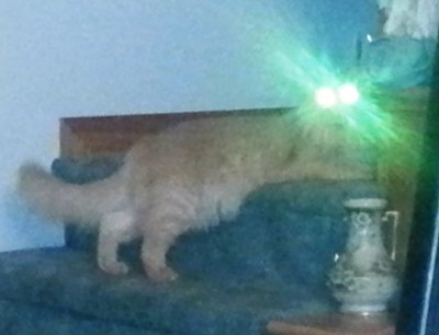 Bubba, Little Lion, sporting headlamps