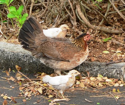 Upheld In the Fellowship of Sufferings