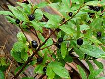 Upheld In Moon River Friendship