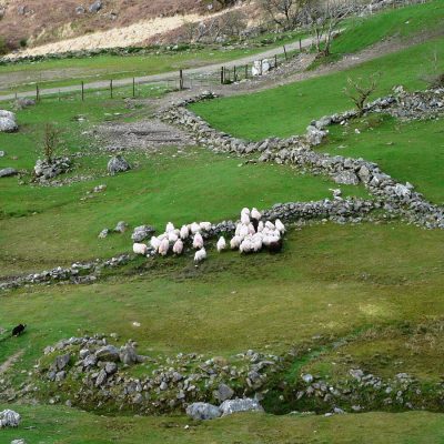 Upheld at the Sheep Gate #1