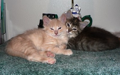 Kitties Office Repose April 2014