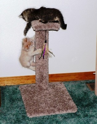 Kitties and post April 2014