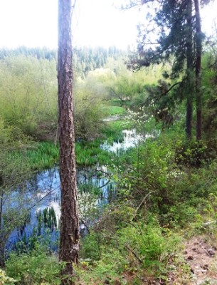 Little Spokane 2014 web