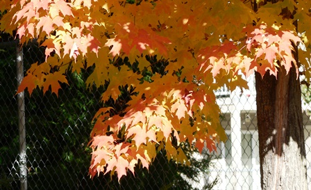 Upheld In A September Song