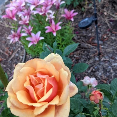 Upheld In Abundance, Part II