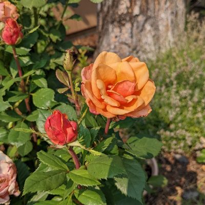 Upheld In Seasonal Swing