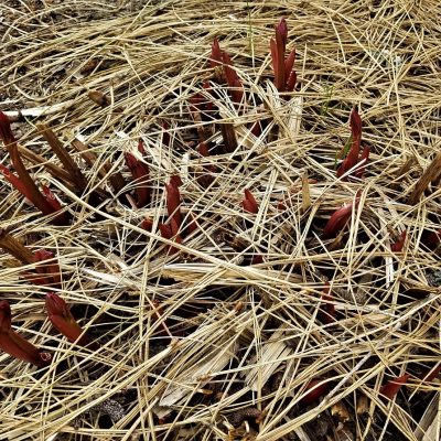 Upheld In Hopeful Isolation