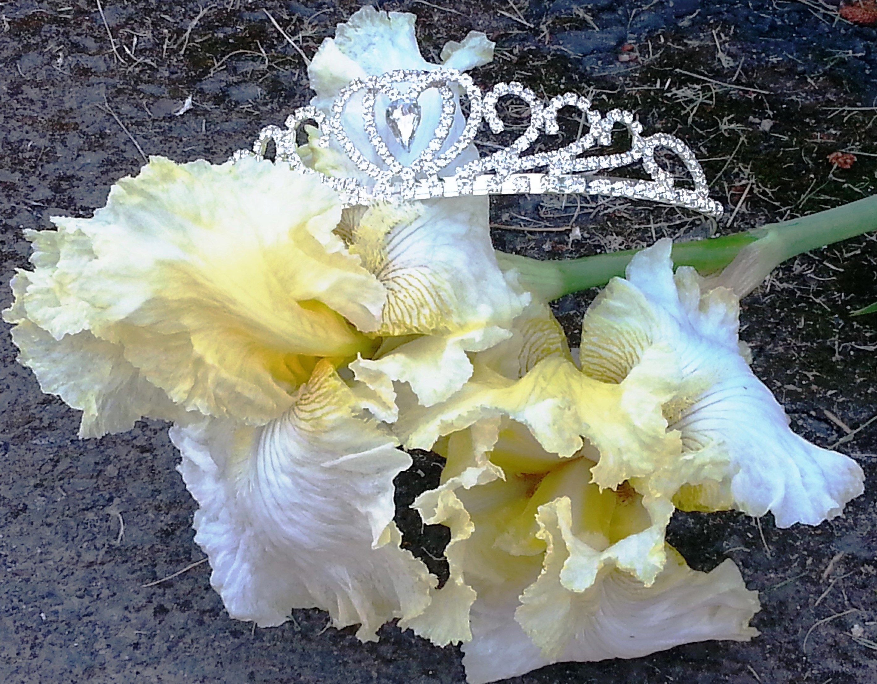 Upheld In Prom Season