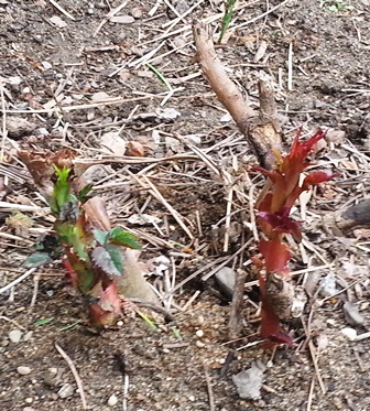 Resurrected Rose3web