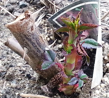 Resurrected rose2web