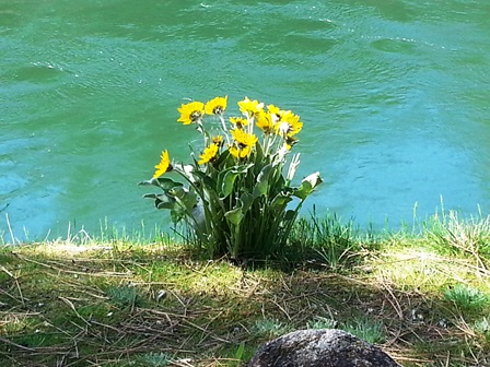 Upheld In Sonflower Lessons