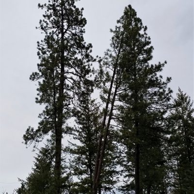 Upheld In The Whirlwind