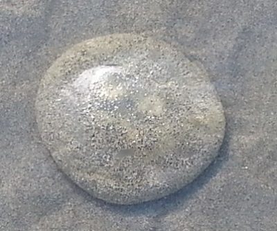 Sand dollarweb