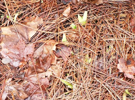 Upheld In Sudden Spring