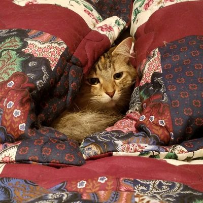 Upheld In Lockdown – Again