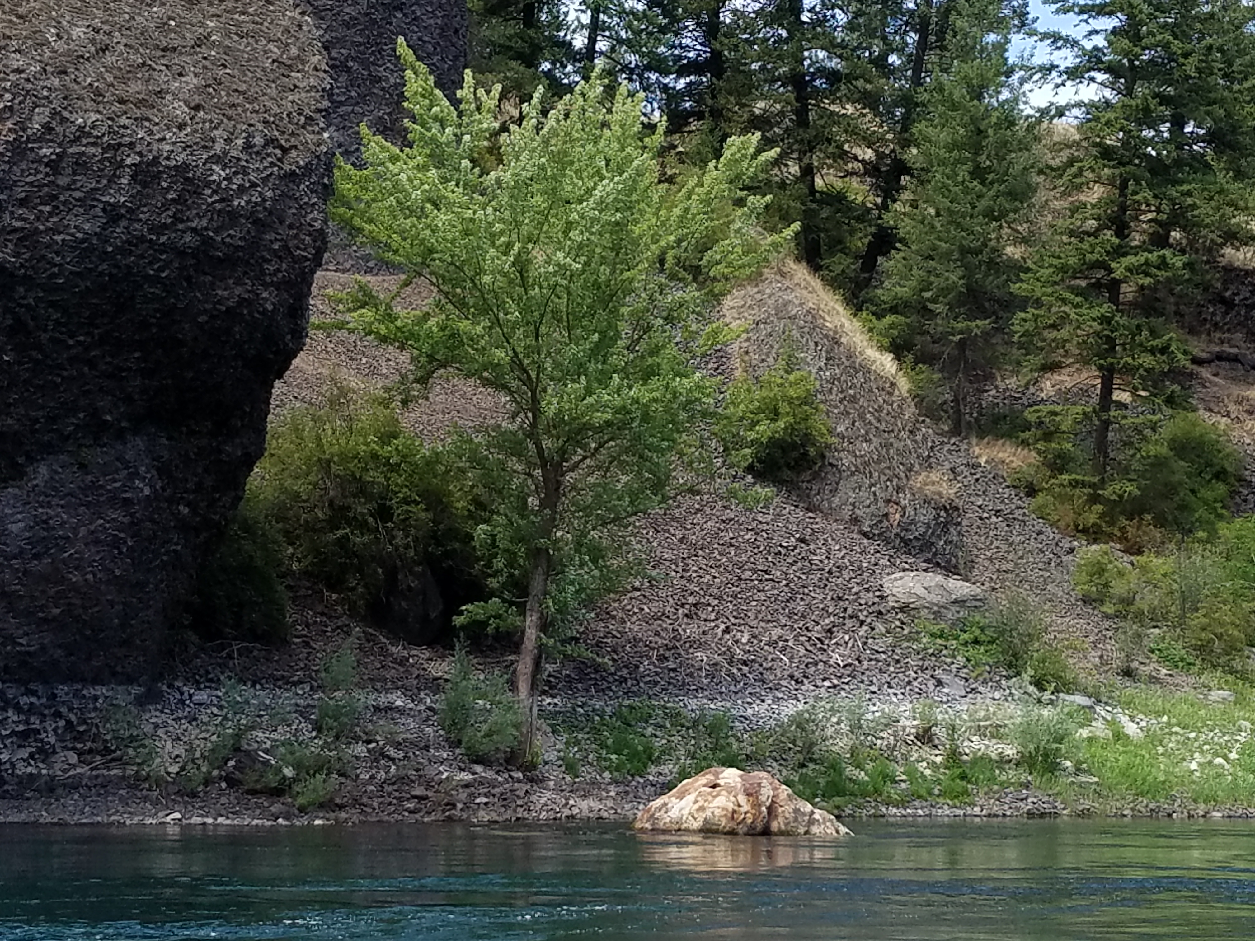 Upheld In the Tree of Life