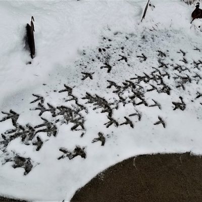 Upheld In Turkey Wandering