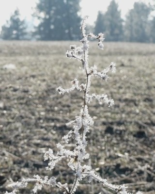 Twig1