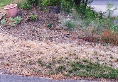 Ugly yard project web