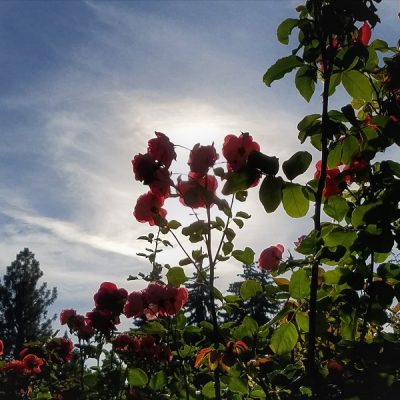 Upheld In Uniqueness