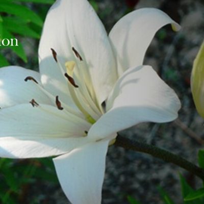 Easter – He Is Risen!